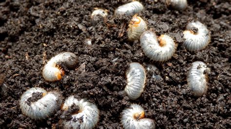 What Are The Signs Of Grubs In Your Lawn Weedex Lawn Care