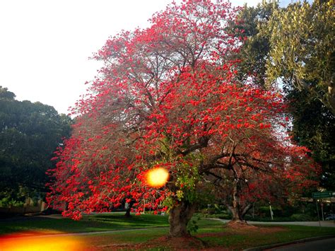 Meryem Uzerli Top 10 Most Beautiful Trees In The World