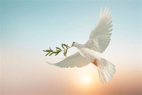 Dove With Olive Branch Meaning And Symbolism Ne Pigeon Supplies