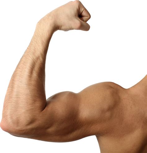 Biceps Muscle Transparent Background Png Mart