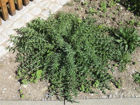Denn haben sie einmal einen garten oder ein feld erobert, sind sie sehr schwer wieder los zu werden. Die Distel im Schlossgarten - Wie kann das sein ...