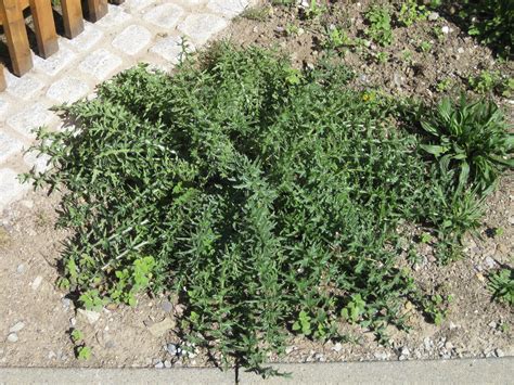 Ein tritt auf ihre blattrosette , die im ersten jahr der zweijährigen. Die Distel im Schlossgarten - Wie kann das sein ...