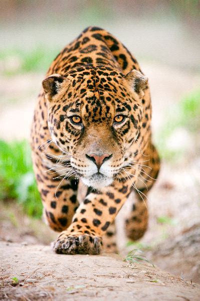 Incredible Jaguar Pictures Unusual Attractions