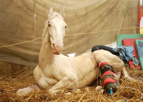 Prosthetics Give Animals New Lease On Life Photo Galleries