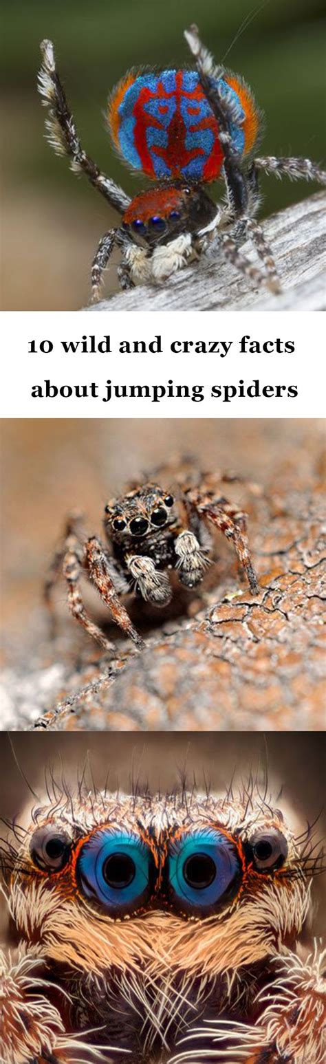 Wild And Crazy Facts About Jumping Spiders Jumping Spider Pet