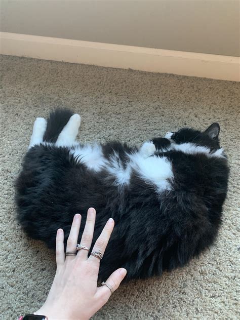 What Classification Of Chonker Is My Cat Hand For Reference Rchonkers