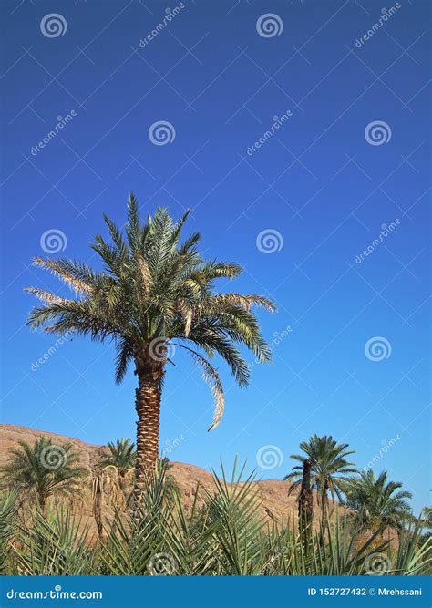Palm Tree In Desert Stock Photo Image Of Date Iran 152727432