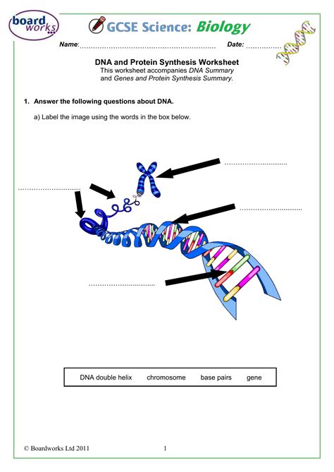 Dna is made of nucleotides. Fajarv: Protein Synthesis Worksheet Answers Biology