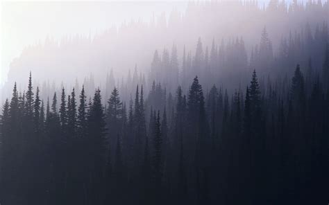Foggy Forest Wallpapers Top Free Foggy Forest Backgrounds