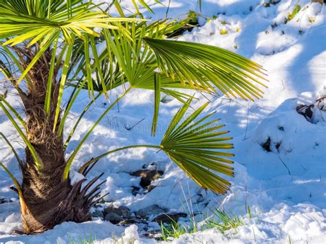 Winter Snow On Palm Tree Stock Photo Image Of City 48518424