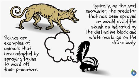Physiological Adaptation Definition And Examples Biol - vrogue.co