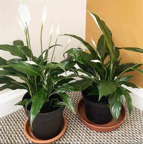 Warmth starts the growth in spring, and they do best in full sun. Peace Lily | Ultimate Grow & Care Guide - Indoor Plants World