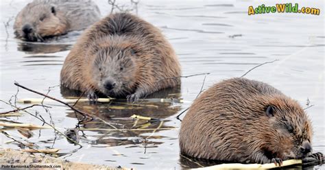 50 Unbelievable Fun Facts About Beavers You Must Know 2023