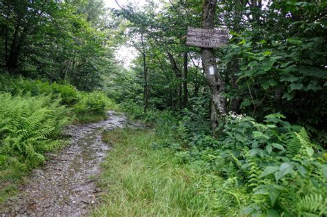 Alpha Guide Hiking Mount Greylocks Thunderbolt Trail Goeast