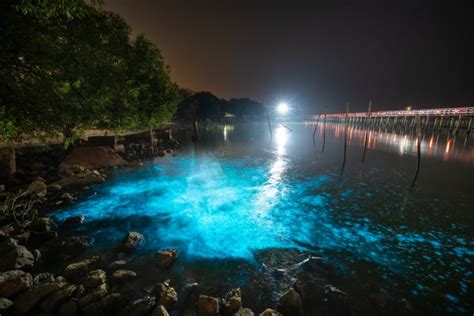 What Is Bioluminescence American Oceans