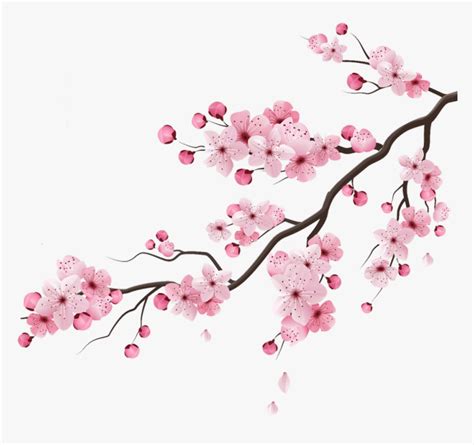Cherry Blossom  Transparent Hd Png Download Transparent Png Image