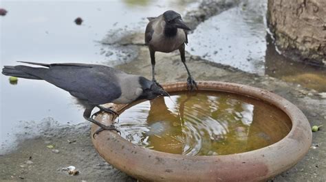 Bird Flu In Rajasthan 7 Crow Deaths In Jaipur Teams Sent To Districts Hindustan Times