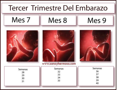 Dolor De Regla En El Embarazo Tercer Trimestre - Tiempos del embarazo archivos - Sana y Hermosa