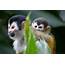 Conserving Costa Rica’s Smallest Monkey The Squirrel Saimiri 