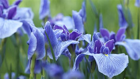 The Myth Of Frances National Flower Lily Or Iris Cgtn