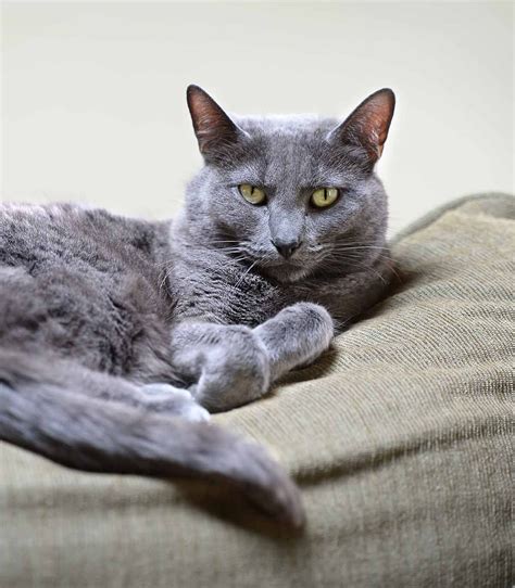 Korat Grey Cat Breeds Pets Lovers