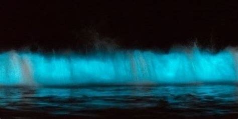 Image Of The Day Glowing Tide The Scientist Magazine