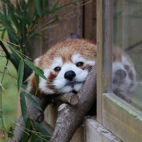 Red Pandas Are So Cute Ifttt2v9g5mf Baby Animals Cute