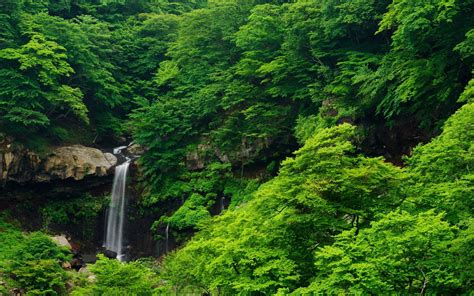 Forest Green Waterfall 4k Wallpaper Coolwallpapersme