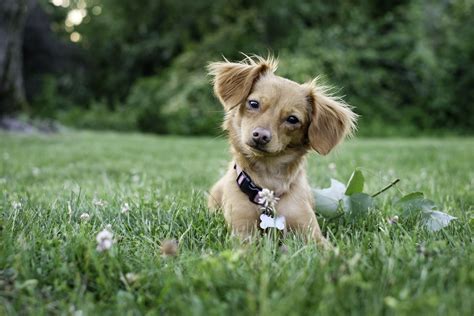 Tuna the chiweenie is an internet celebrity known for his charming looks, specifically an adorable overbite. Chiweenie Mixed Dog Breed Pictures, Characteristics, & Facts