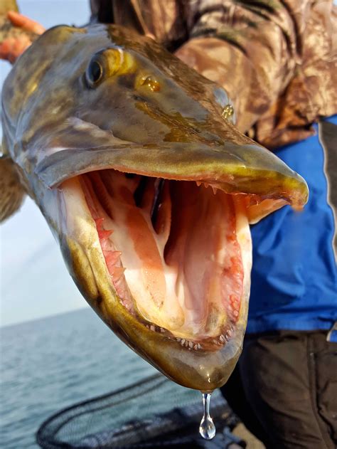 Some fish have teeth that are dangerous to human beings and other animals. Muskellunge (Musky / Muskie)