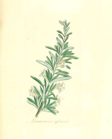 Botanical Print Rosemary Everyday Occasions