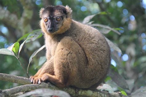 Woolly Lemur Alchetron The Free Social Encyclopedia