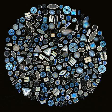 Nano Silica And Diatoms Nualgi Aquarium