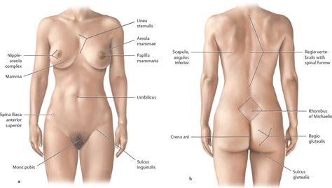 Surface Anatomy Of Human Body Sexiezpix Web Porn