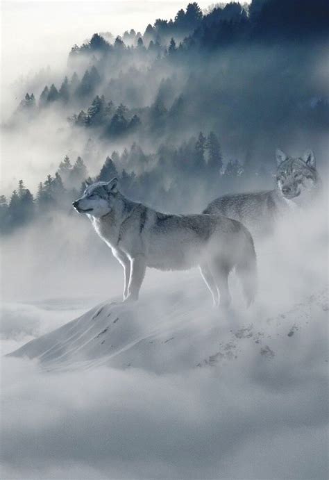 Honshu Wolf Canis Lupus Hodophilax Wolf Lovers 🐺 Wolf Stuff
