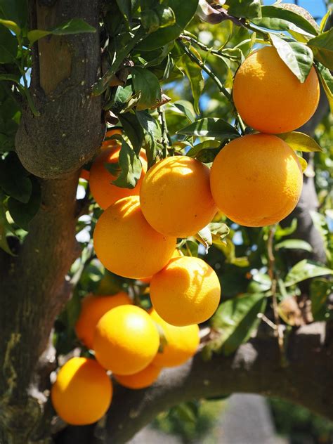 Download Free Photo Of Orangesfruitsorange Treecitrus Fruitstree