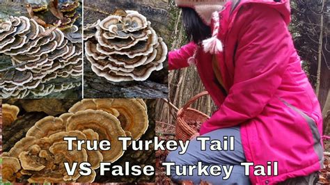 winter foraging true turkey tail vs false turkey tail how to identify turkey tail mushroom