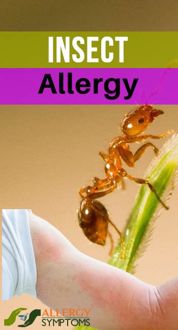 Insect Allergy Allergy Symptoms