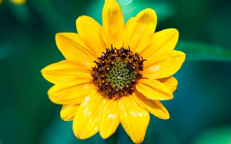 Download Wallpaper 3840x2400 Sunflower Flower Petals Yellow Wet