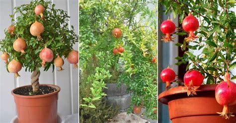 How To Grow Pomegranate Tree In A Pot And Container Pomegranate Tree Care