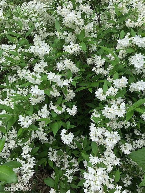 Beautiful flowering shrubs, bushes, and plants to give your landscaping that pop of color. Flowering Shrubs for Shade - Top Picks for the Yard ...