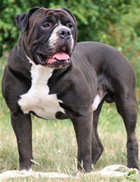 We are not a kennel. Alapaha Blue Blood Bulldog Breed Guide - Learn about the ...