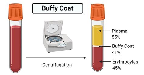 Buffy Coat Definition Preparation Uses The Biology Notes