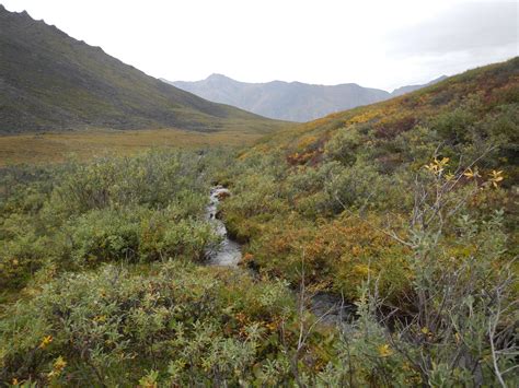 Tundra Vegetation Dynamics Global Earth Observation And Dynamics Of