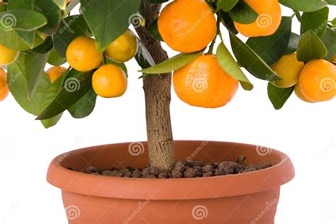 Full Of Small Citrus Tree Stock Photo Image Of Agriculture 4021398