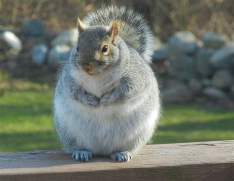 Forecast A Balmy Winter Day Fat Squirrels Are Fatter