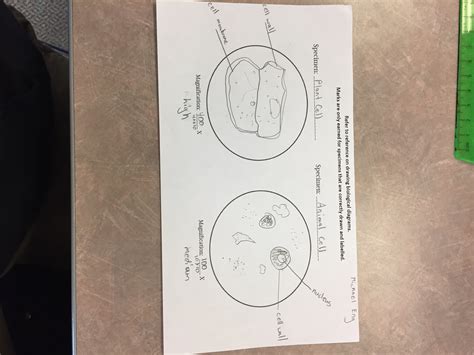 It has a prominent nucleus and a flexible cell membrane which gives the cell. Lab: Observing Cells - Michael Eng - Michael's Blog