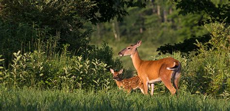 Deer Management Wisconsin Dnr