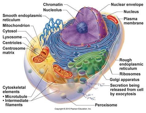 Animal cell model diagram project parts structure labeled coloring. Structure of Nucleolus (CELESTIAL CHALLENGE) — Steemkr