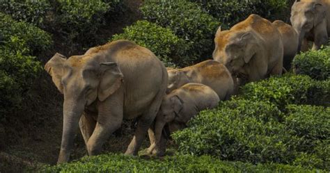 ¿cuáles Son Las Diferencias Entre Los Elefantes Asiáticos Y Los
